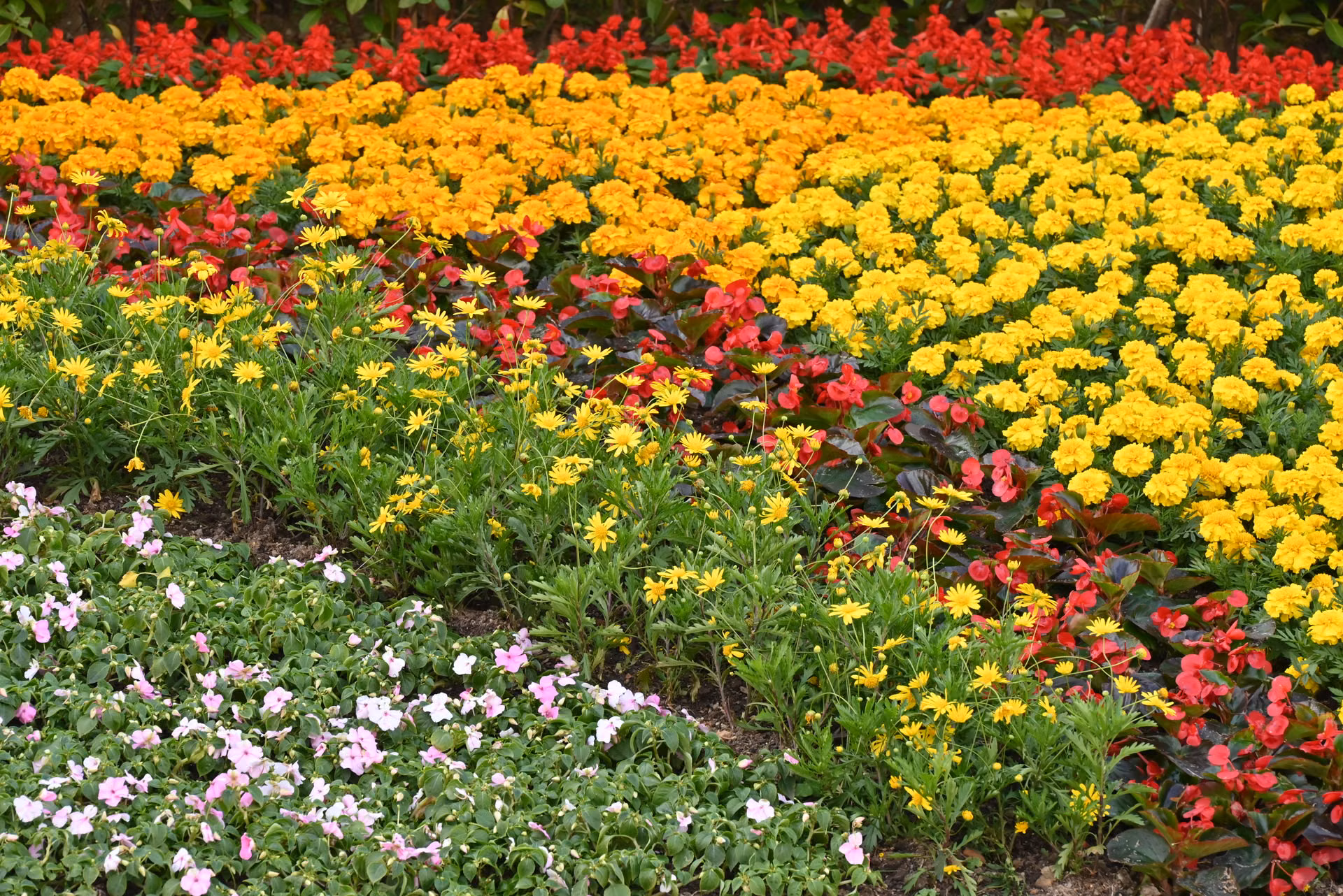 Flower bed planted in sweeping bands of red and yellow color